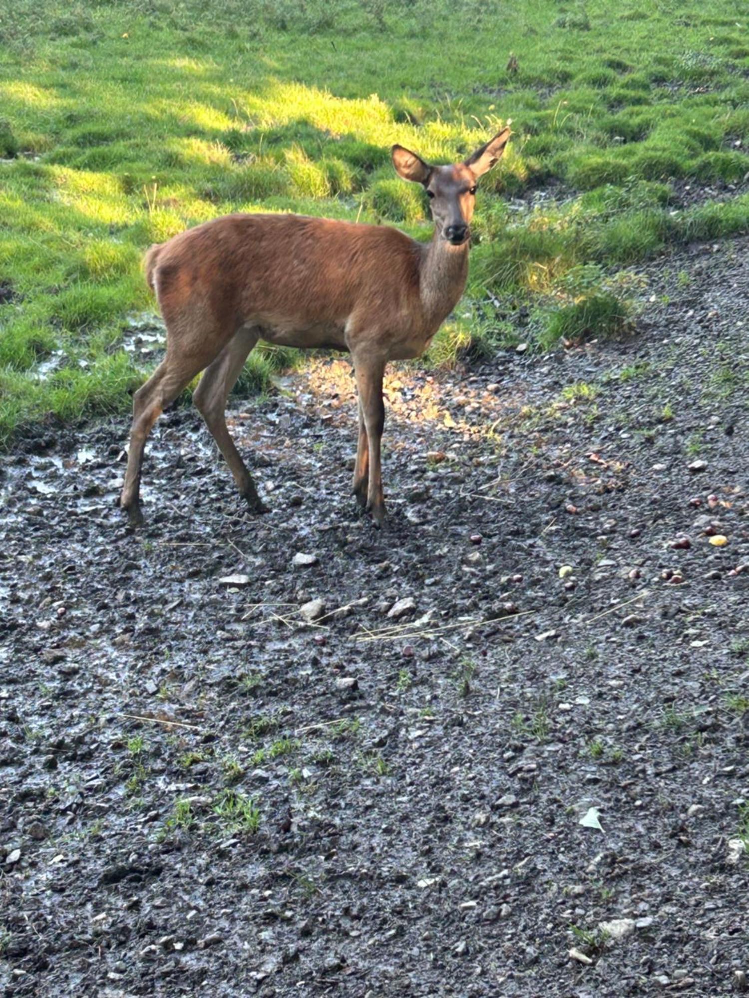Kleine Auszeit Am Wildgehege Διαμέρισμα Bad Harzburg Εξωτερικό φωτογραφία