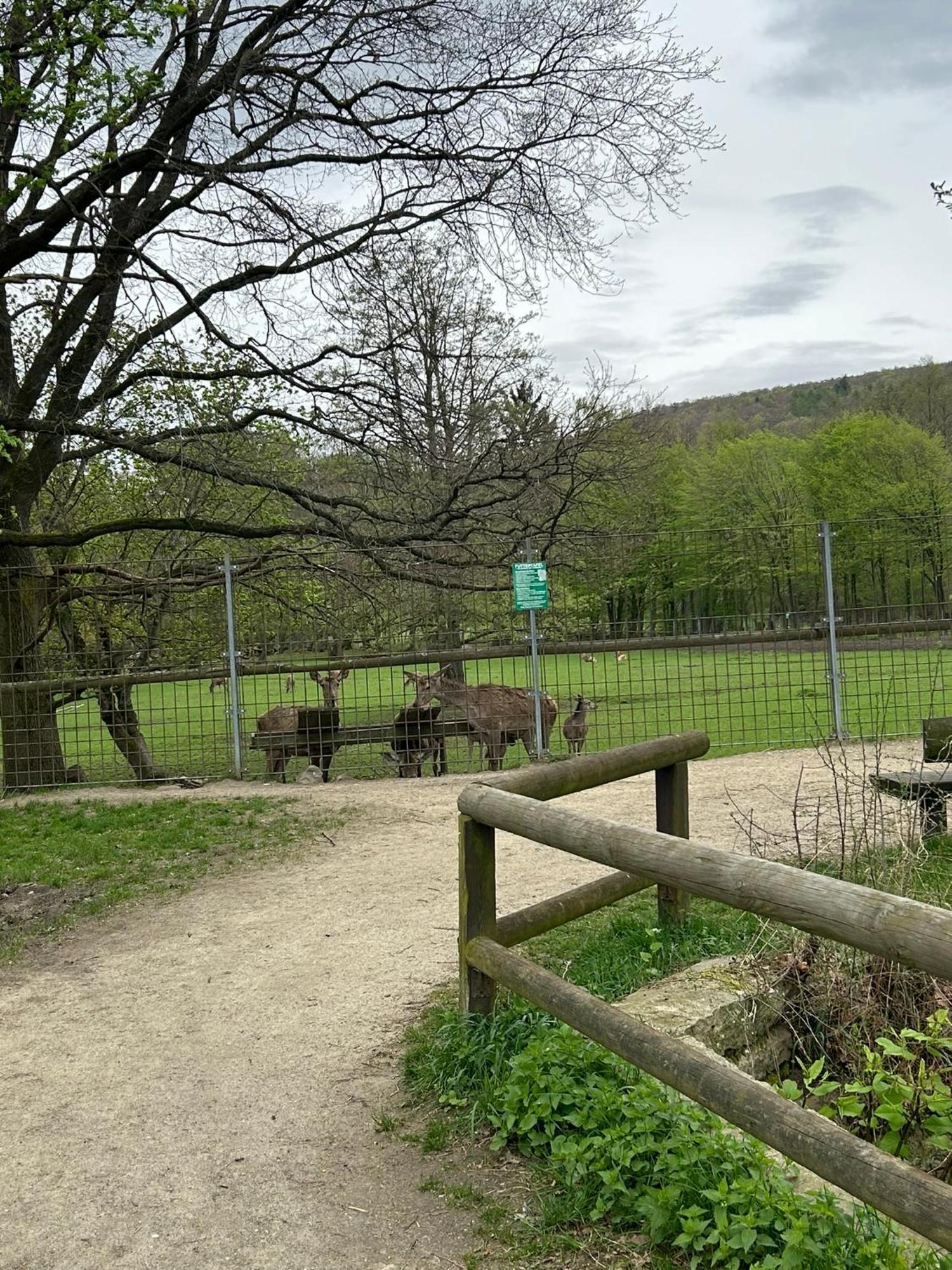 Kleine Auszeit Am Wildgehege Διαμέρισμα Bad Harzburg Εξωτερικό φωτογραφία